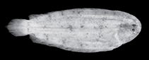 Image of Leptachirus bensbach (Bensbach River Sole)