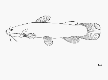 Image of Lophiobagrus brevispinis 