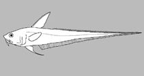 Image of Coelorinchus velifer 