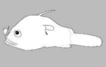 Image of Dolopichthys danae 