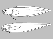 Image of Lepophidium marmoratum (Marbled cusk-eel)