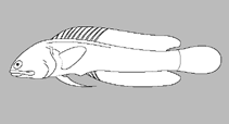 Image of Opistognathus trimaculatus (Threespot jawfish)