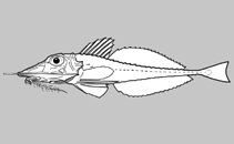 Image of Peristedion brevirostre (Flathead searobin)