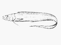 Image of Porogadus miles (Slender cuskeel)