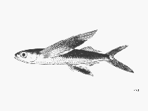 Image of Prognichthys gibbifrons (Bluntnose flyingfish)