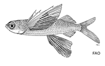 Image of Prognichthys glaphyrae (Gyre flyingfish)