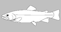 Image of Oncorhynchus kawamurae 