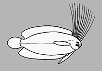 Image of Plagiopsetta gracilis 