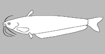 Image of Kryptopterus hesperius (Maeklong sheatfish)