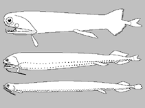 Image of Astronesthes spatulifer 