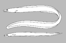 Image of Dysomma brachygnathos (Short-jaw cutthroat eel)
