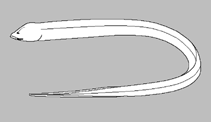 Image of Ophisternon aenigmaticum (Obscure swamp eel)