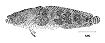 Image of Sanopus barbatus (Bearded toadfish)