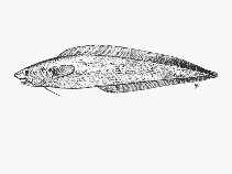Image of Selachophidium guentheri (Barbed brotula)