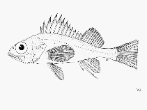 Image of Sebastes sinensis (Blackmouth rockfish)