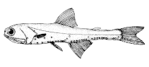 Image of Stenobrachius nannochir (Garnet lanternfish)