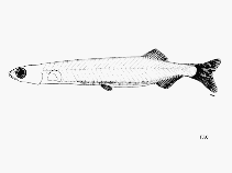 Image of Sundasalanx praecox (Dwarf noodlefish)