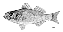 Image of Kaperangus microlepis (Thinlip splitfin)