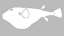 Image of Tetraodon duboisi 