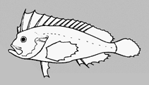 Image of Tetraroge barbata (Bearded roguefish)