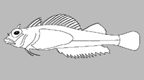 Image of Helcogramma trigloides (Scarf triplefin)