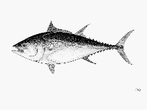 Image of Thunnus orientalis (Pacific bluefin tuna)