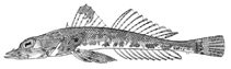 Image of Thysanophrys randalli (Snub-snouted flathead)