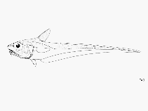 Image of Ventrifossa atherodon (Arrowtooth grenadier)