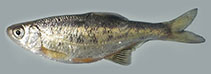 Image of Alburnus caeruleus (Tigris bleak)