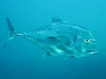 Image of Alectis ciliaris (African pompano)