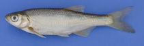 Image of Alburnus escherichii (Caucasian bleak)