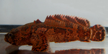Image of Allenbatrachus meridionalis 