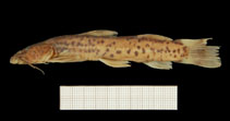 Image of Amphilius mamonekenensis 