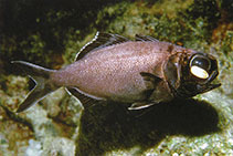 Image of Anomalops katoptron (Splitfin flashlightfish)