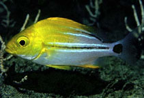Image of Anisotremus taeniatus (Panama porkfish)