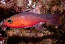Image of Apogon atricaudus (Plain cardinalfish)