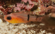 Image of Apogon townsendi (Belted cardinalfish)