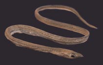 Image of Asarcenchelys longimanus 