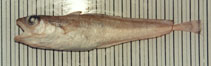 Image of Notophycis marginata (Dwarf codling)