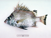 Image of Banjos aculeatus (Eastern Australian banjofish)