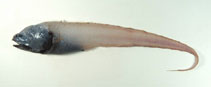 Image of Bassozetus compressus (Abyssal assfish)