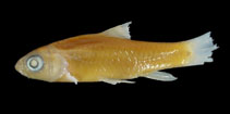 Image of Enteromius manicensis (Yellow barb)
