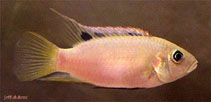 Image of Benitochromis riomuniensis 