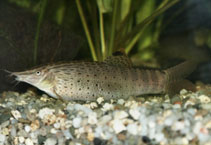 Image of Syncrossus beauforti (Chameleon loach)