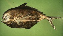 Image of Brama japonica (Pacific pomfret)