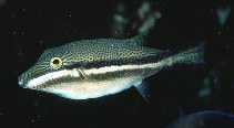 Image of Canthigaster callisterna (Clown toado)