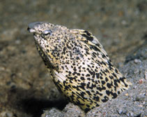 Image of Callechelys marmorata (Marbled snake eel)
