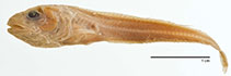 Image of Careproctus opisthotremus 