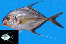 Image of Euprepocaranx dorsalis (Threadfin jack)