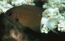 Image of Pycnochromis alleni (Allen\
